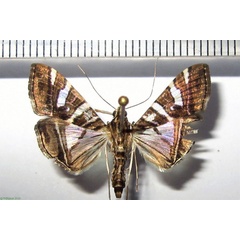 /filer/webapps/moths/media/images/S/stolalis_Glyphodes_A_Bippus.jpg