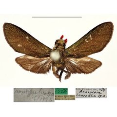 /filer/webapps/moths/media/images/I/inornata_Arniocera_HT_RBINS.jpg