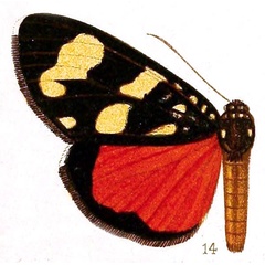 /filer/webapps/moths/media/images/N/neavi_Xanthospilopteryx_HT_Hampson_36-14.jpg