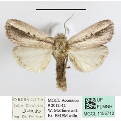 /filer/webapps/moths/media/images/L/lunulata_Mythimna_A_MGCLa_01.JPG