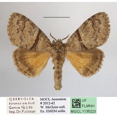 /filer/webapps/moths/media/images/A/amata_Eudasychira_A_MGCLa_03.JPG