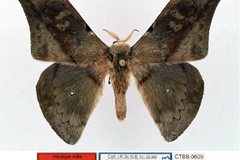 Orthogonioptilum grootaerti