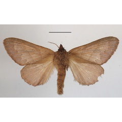 /filer/webapps/moths/media/images/O/oligolepis_Bombycopsis_AF_MGCLb_02.JPG
