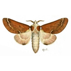 /filer/webapps/moths/media/images/R/repanda_Bombyx_STF_Hubner_65-275.jpg