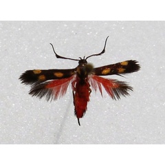 /filer/webapps/moths/media/images/L/laetissima_Eretmocera_A_Goff_01.jpg