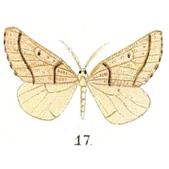 /filer/webapps/moths/media/images/L/leptodoma_Drepanogynis_HT_Prout_16-17.jpg