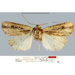 /filer/webapps/moths/media/images/V/vespertina_Axylia_HT_MNHN.jpg