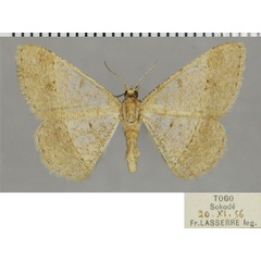 /filer/webapps/moths/media/images/D/deerraria_Isturgia_AF_ZSM_02.jpg