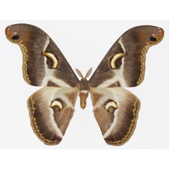 /filer/webapps/moths/media/images/P/ploetzi_Epiphora_AM_Basquina.jpg