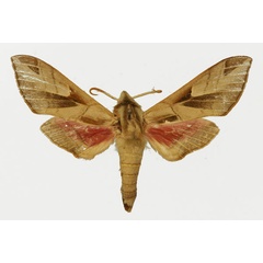 /filer/webapps/moths/media/images/P/pulchra_Leptoclanis_AM_Basquin_01.jpg