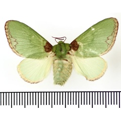 /filer/webapps/moths/media/images/V/viridissima_Parasa_AF_BMNH.jpg