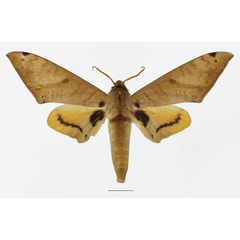 /filer/webapps/moths/media/images/A/admatha_Pseudoclanis_AM_Basquin_01a.jpg