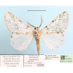 /filer/webapps/moths/media/images/R/rudicornis_Rhodophthitus_A_MGCL_01.JPG