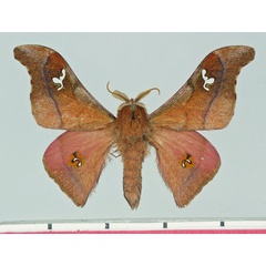 /filer/webapps/moths/media/images/A/agomensis_Holocerina_AM_Basquin.jpg