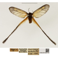 /filer/webapps/moths/media/images/H/hilaris_Semioptila_AF_NHMUK_01.jpg