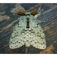 /filer/webapps/moths/media/images/T/thalassina_Heraia_A_Roland_01.jpg