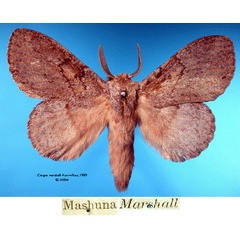/filer/webapps/moths/media/images/M/marshalli_Craspia_HT_SNHMa.jpg