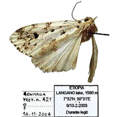 /filer/webapps/moths/media/images/T/terlineata_Afrasura_HT_SNHM.jpg