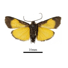 /filer/webapps/moths/media/images/F/flavifusalis_Lophocera_AM_b.JPG