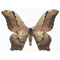 /filer/webapps/moths/media/images/E/ethra_Athletes_AM_Basquin_03b.jpg