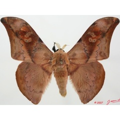 /filer/webapps/moths/media/images/P/prox_Orthogonioptilum_AM_Alberta_01.JPG