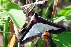 Diaphania indica