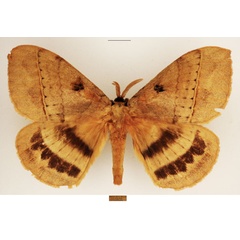 /filer/webapps/moths/media/images/E/eurymas_Jana_AM_TMSA_01.jpg
