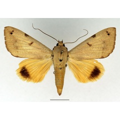 /filer/webapps/moths/media/images/T/tirhaca_Ophiusa_AM_Basquin_01.jpg