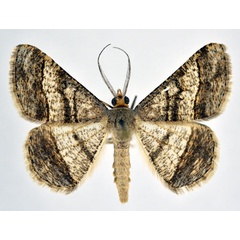 /filer/webapps/moths/media/images/D/deerraria_Chiasmia_AM_NHMO.jpg