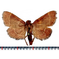 /filer/webapps/moths/media/images/A/abidjanalis_Nussodes_AM_Poltavsky.jpg