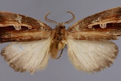 Anedhella nigrivittata