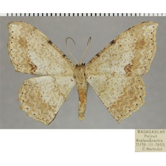 /filer/webapps/moths/media/images/P/pratti_Luxiaria_AF_ZSM.jpg