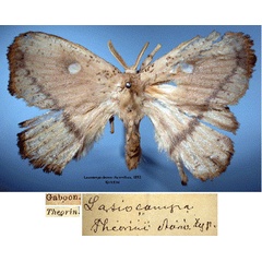 /filer/webapps/moths/media/images/T/theorini_Lasiocampa_HT_SNHMa.jpg