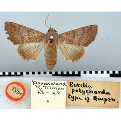 /filer/webapps/moths/media/images/P/polychorda_Eutelia_HT_BMNH.jpg
