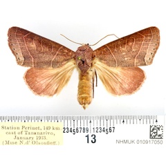 /filer/webapps/moths/media/images/R/remyi_Diadocis_AF_BMNH_02.jpg