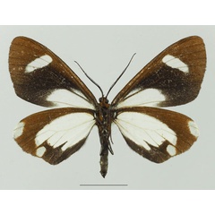 /filer/webapps/moths/media/images/F/famula_Pitthea_AF_Basquinb.jpg