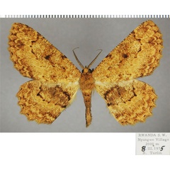 /filer/webapps/moths/media/images/A/ankoleensis_Colocleora_AM_ZSMa.jpg