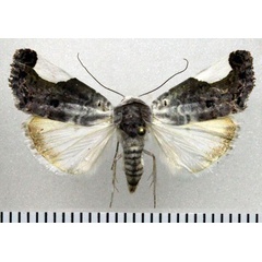 /filer/webapps/moths/media/images/T/tetragonisa_Acontia_AM_Fiebig.jpg