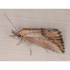 /filer/webapps/moths/media/images/M/martinkruegeri_Zekelita_A_Heyns_02.jpg