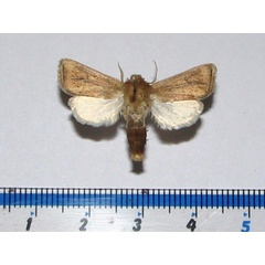 /filer/webapps/moths/media/images/C/calamistis_Sesamia_A_Goff.jpg