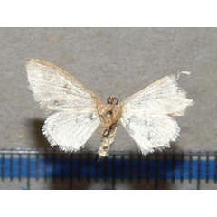 /filer/webapps/moths/media/images/P/prionodonta_Idaea_A_Goffb_01.jpg