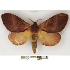 /filer/webapps/moths/media/images/J/jamesoni_Metanastria_STF_NHMUK.jpg