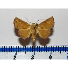 /filer/webapps/moths/media/images/A/albicosta_Eublemma_A_Goff.jpg