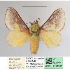 /filer/webapps/moths/media/images/V/viridifascia_Latoia_A_MGCLa_03.jpg