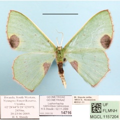 /filer/webapps/moths/media/images/R/rubricorpus_Lophorrhachia_A_MGCL_01.jpg