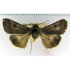 /filer/webapps/moths/media/images/H/helenae_Helicoverpa_HT_CNC.jpg