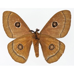 /filer/webapps/moths/media/images/P/phidias_Bunaeopsis_AM_Basquinb.jpg