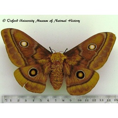 /filer/webapps/moths/media/images/C/cytherea_Gonimbrasia_AF_OUMNH_03.jpg