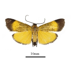 /filer/webapps/moths/media/images/F/flavifusalis_Lophocera_AM_a.JPG