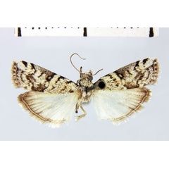/filer/webapps/moths/media/images/M/malagasella_Dysphylia_HT_MNHN.jpg